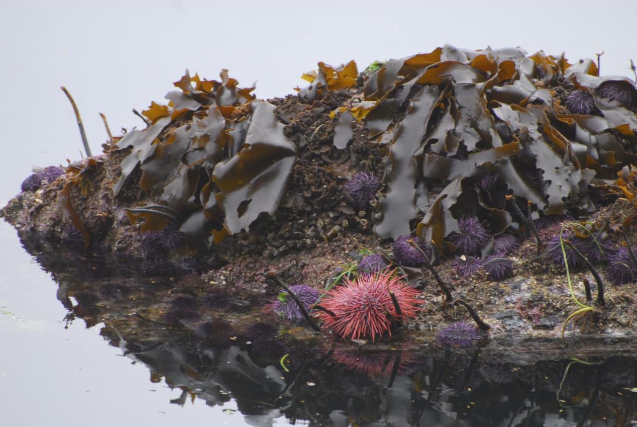 Bjorn Holm Villa Port Renfrew Exteriör bild