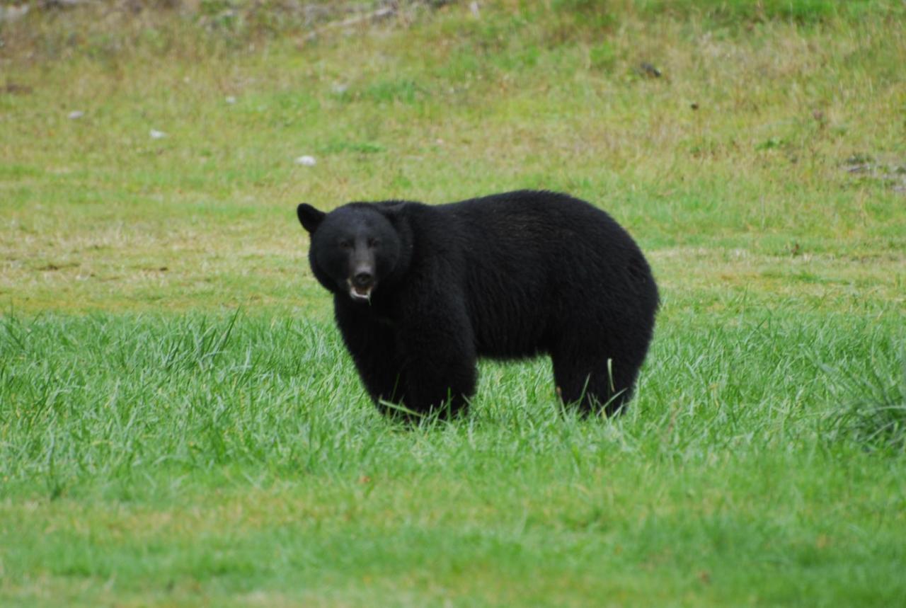 Bjorn Holm Villa Port Renfrew Exteriör bild