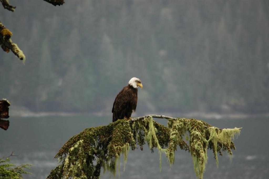 Bjorn Holm Villa Port Renfrew Exteriör bild
